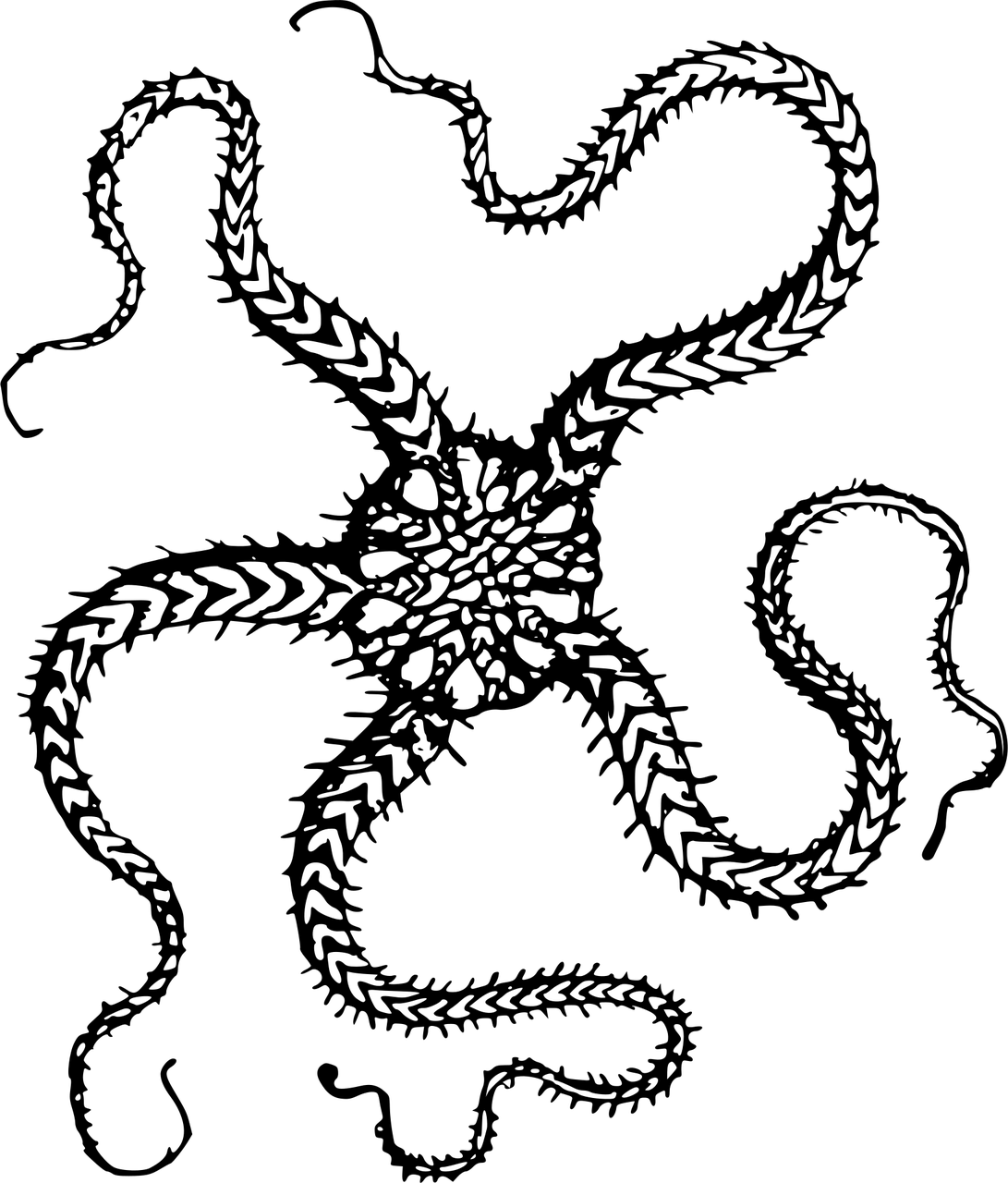 Seestern