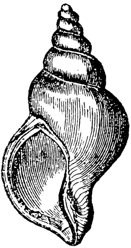 Muschel