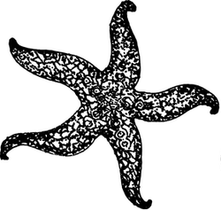 Seestern