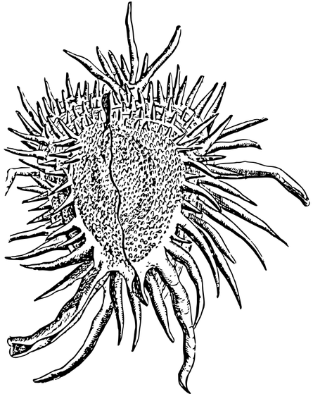 Seestern