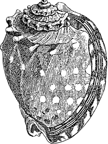 Muschel